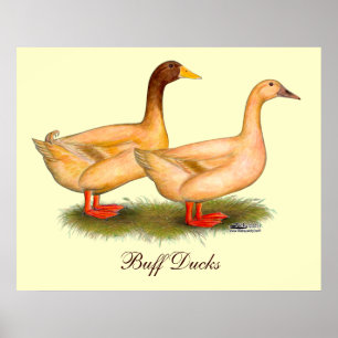 Enten: Buff Orpington Poster