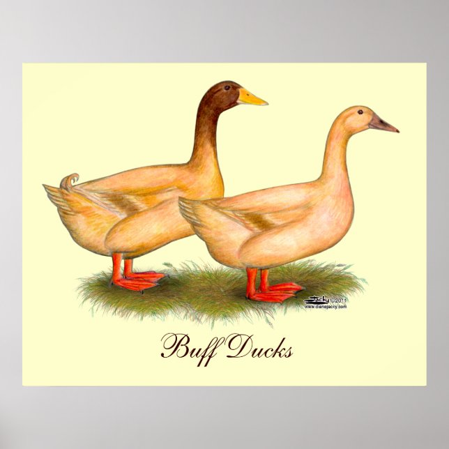 Enten: Buff Orpington Poster (Vorne)