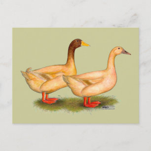 Enten:  Buff Orpington Postkarte