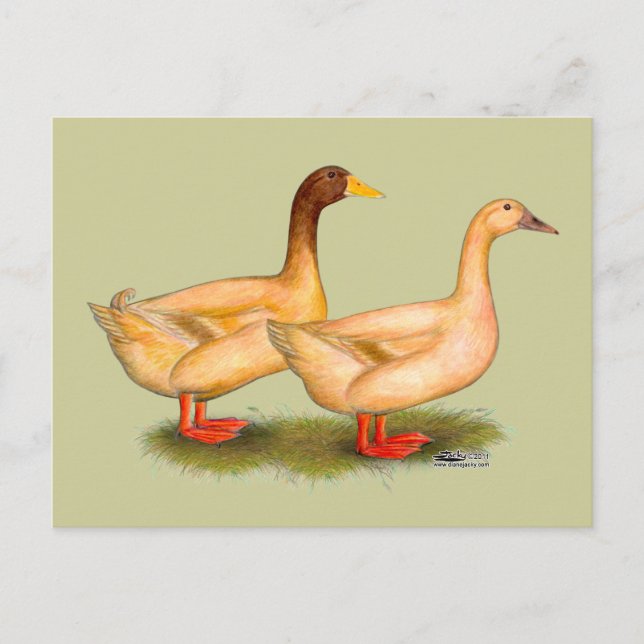 Enten: Buff Orpington Postkarte (Vorderseite)