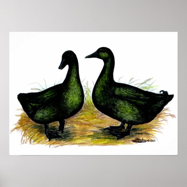 Enten: Cayuga Pair Poster (Vorne)