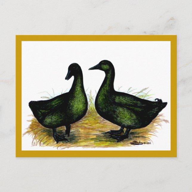 Enten: Cayuga Pair Postkarte (Vorderseite)