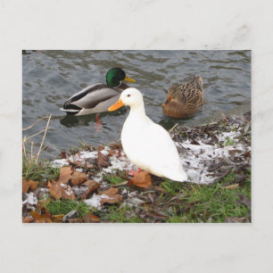 Enten der Cam Postcard Postkarte