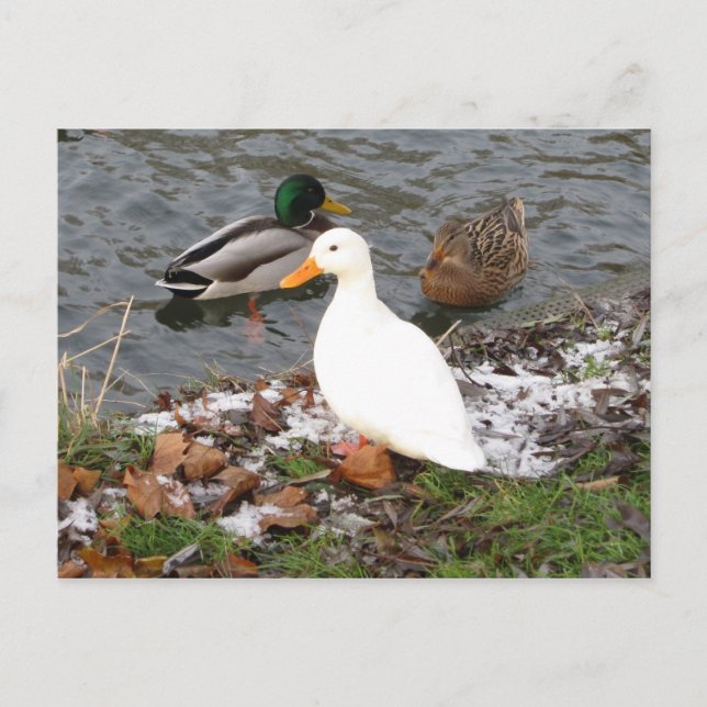 Enten der Cam Postcard Postkarte (Vorderseite)