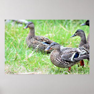 Enten Foto Poster