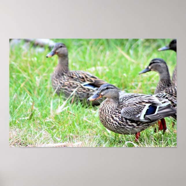 Enten Foto Poster (Vorne)