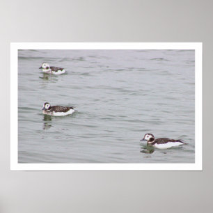 Enten-Foto-Poster Poster