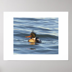 Enten-Foto-Poster Poster