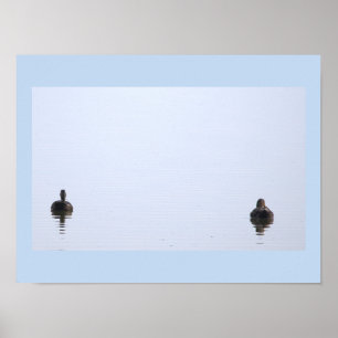 Enten-Foto-Poster Poster