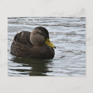 Enten-Foto Postkarte