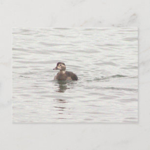 Enten Foto Postkarte