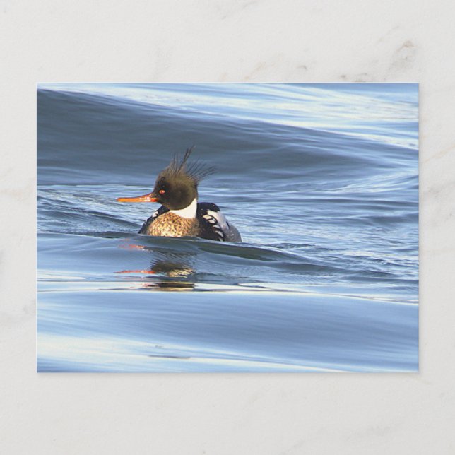 Enten-Foto-Postkarte Postkarte (Vorderseite)