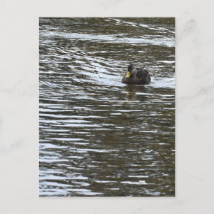 Enten-Foto-Postkarte Postkarte