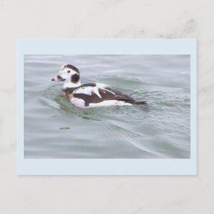 Enten-Foto-Postkarte Postkarte