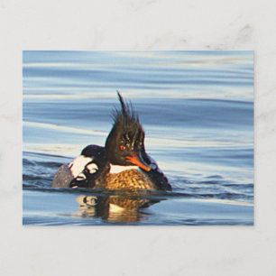 Enten-Foto-Postkarte Postkarte