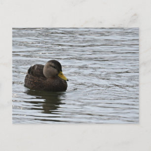 Enten-Foto-Postkarte Postkarte