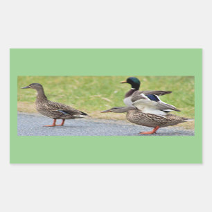 Enten Foto Stickers