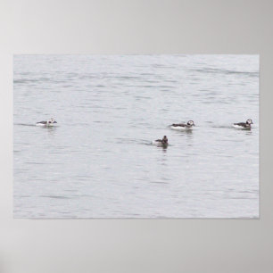 Enten-Fotoplakat Poster