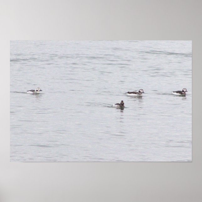 Enten-Fotoplakat Poster (Vorne)