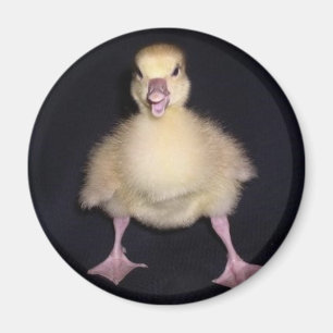 Enten-Haltung Magnet