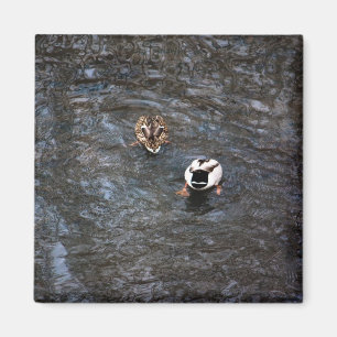 ENTEN-HINTERN-MAGNET MAGNET