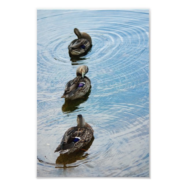 Enten im Foto einer Reihe (Vorne)