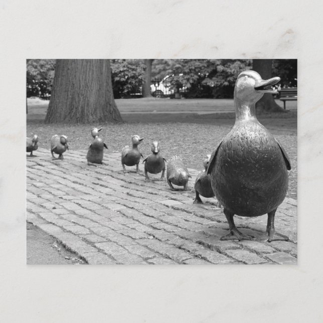 Enten im öffentlichen Garten - Boston Postkarte (Vorderseite)