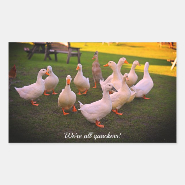 Enten im Park Funny Wir sind alle Quacker Rechteckiger Aufkleber (Vorderseite)
