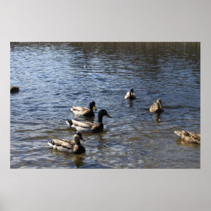 Enten im Wasser, Green Timber Park Poster