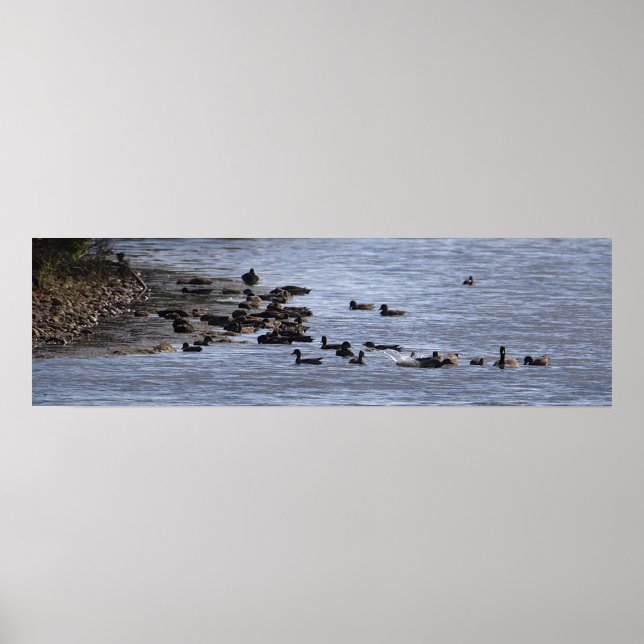 Enten im Wasser Poster (Vorne)