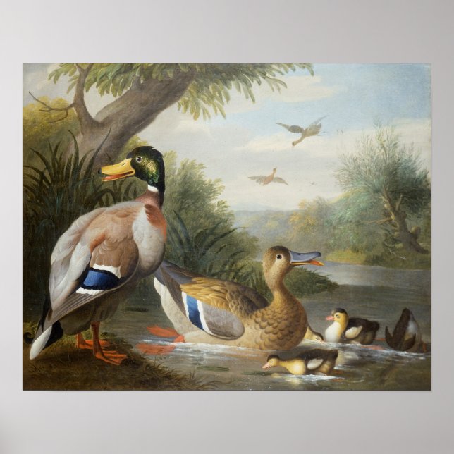 Enten in der Flusslandschaft Poster (Vorne)