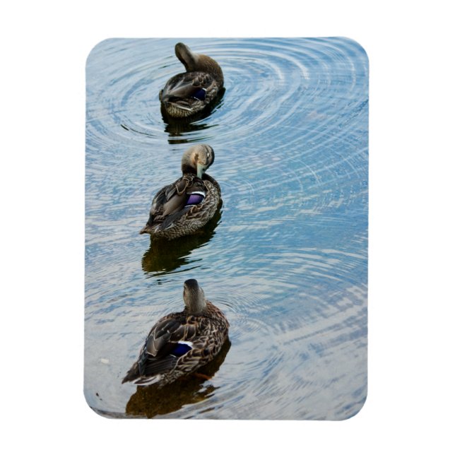 Enten in einem Row Premium Magnet (Vertikal)