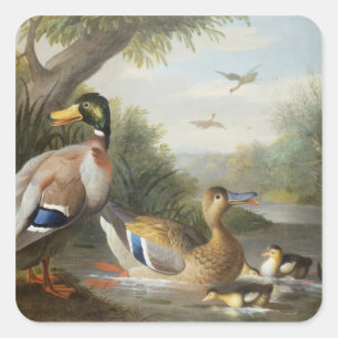 Enten in einer Fluss-Landschaft Quadratischer Aufkleber