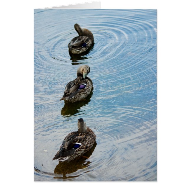 Enten in einer Reihe (Vorne)