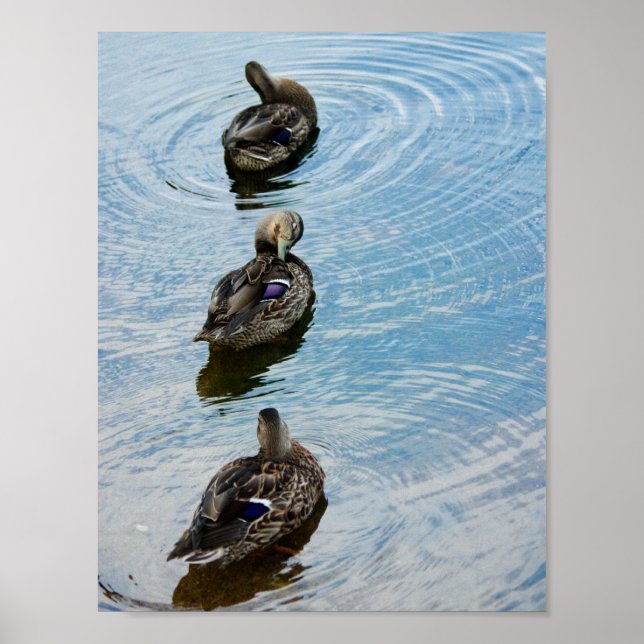 Enten in einer Reihe Poster (Vorne)