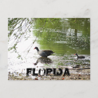 Enten in Florida Postkarte