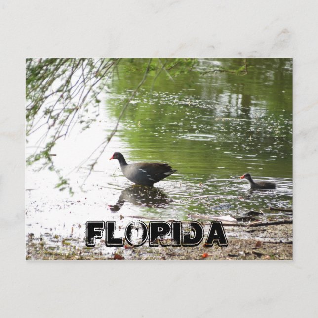 Enten in Florida Postkarte (Vorderseite)