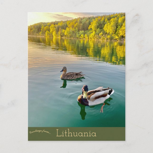 Enten in Vilnius Litauen Postkarte (Vorderseite)