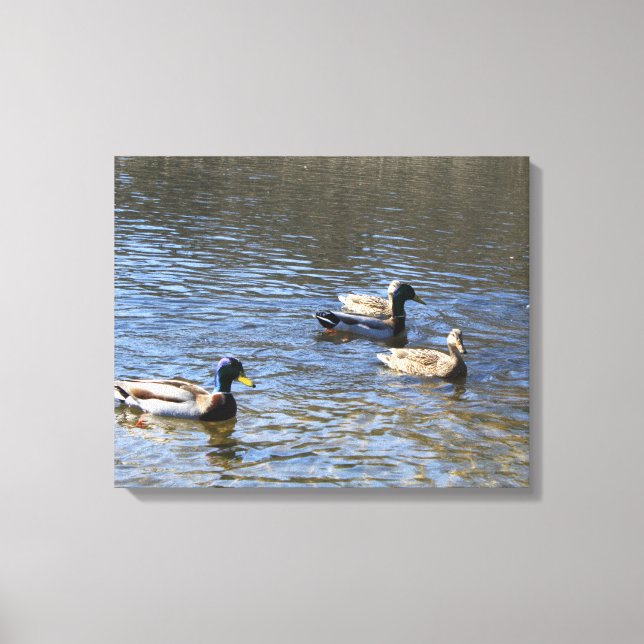 Enten in Wasser Leinwanddruck (Vorderseite)