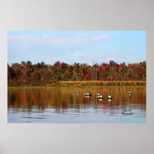 Enten-Jahreszeit Poster