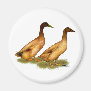 Enten: Khaki Campbell Magnet