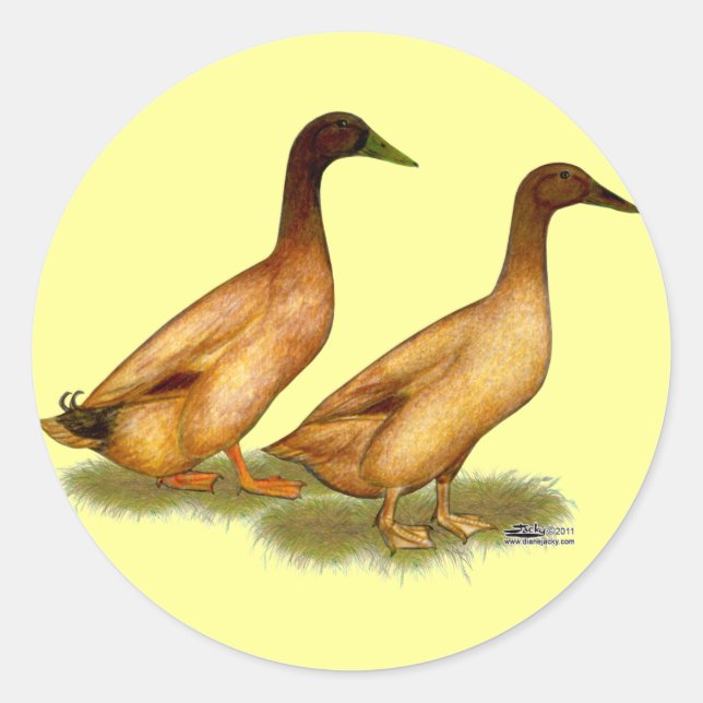 Enten: Khaki Campbell Runder Aufkleber (Vorderseite)