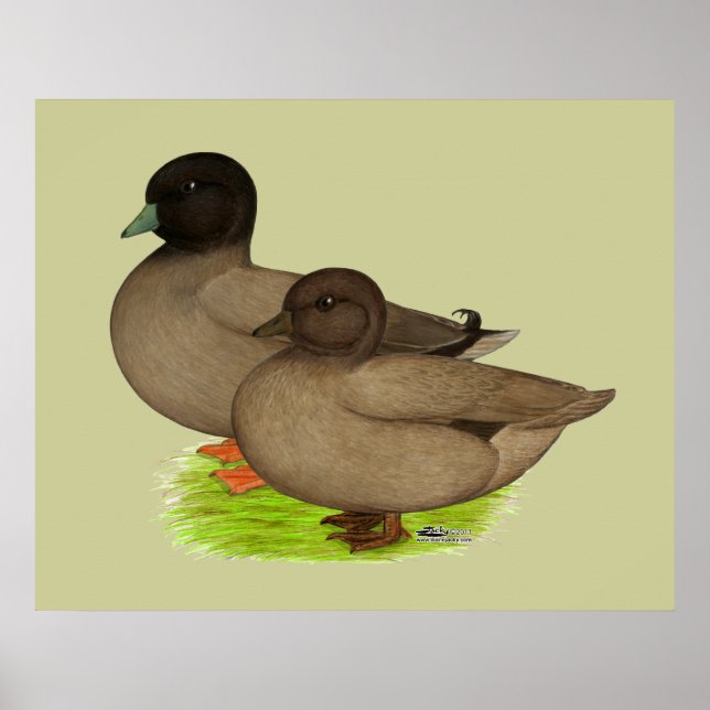 Enten: Khaki ruft Poster (Vorne)