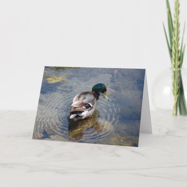 Enten-Kreise Karte (Vorderseite)