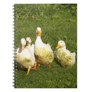 Enten, lebend, Wiese, Tier, Bauernhof, Landleben, Notizblock