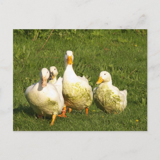 Enten, lebend, Wiese, Tier, Bauernhof, Landleben, Postkarte (Vorderseite)
