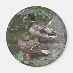 Enten Magnet