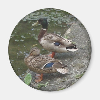 Enten Magnet