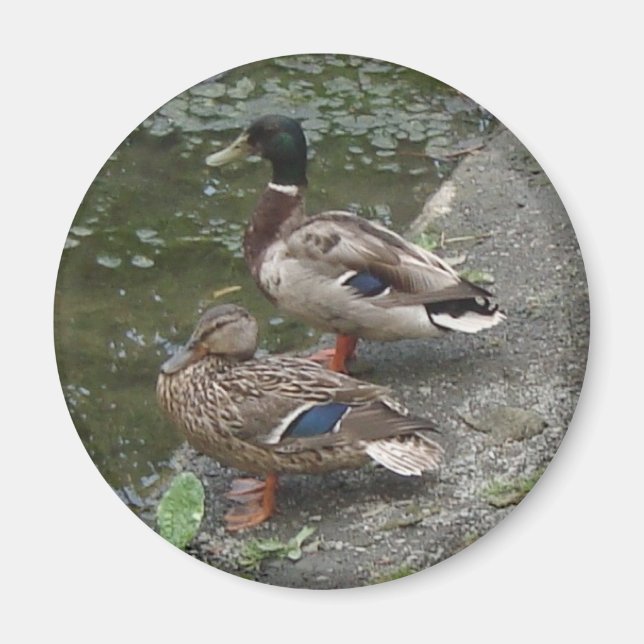 Enten Magnet (Vorne)