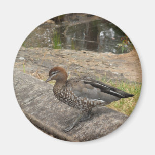 Enten-Magnet Magnet
